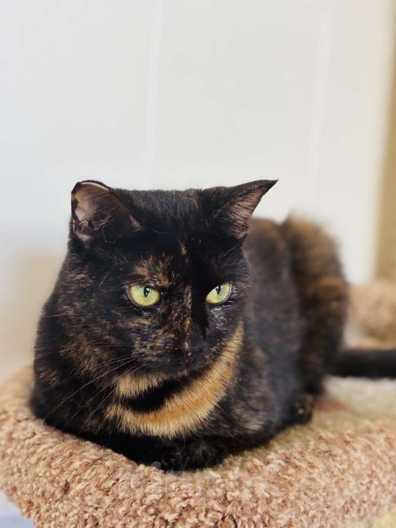 Кошки в Санкт-Петербурге: Скромная Бася Девочка, Бесплатно - фото 1