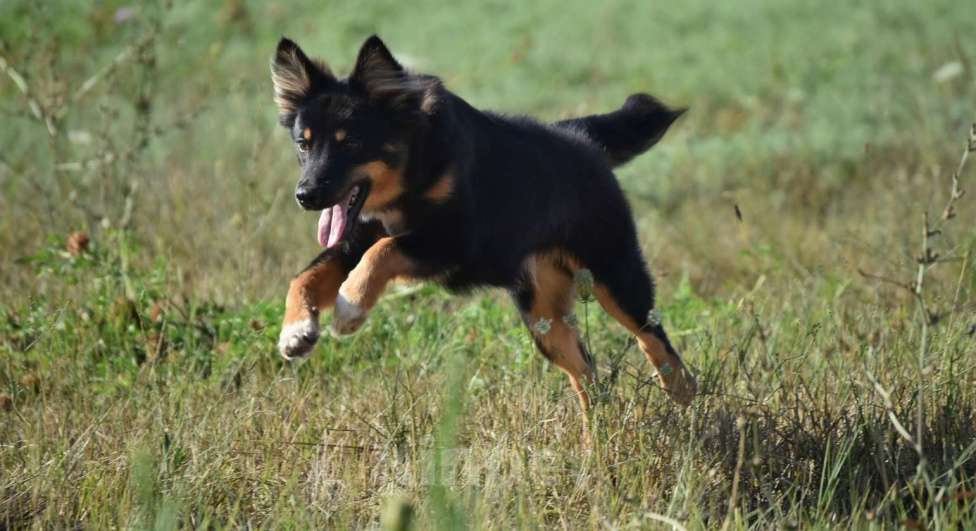 Собаки в Москве: Ненецкая оленегонная лайка, сука Яшма. Девочка, 50 000 руб. - фото 6