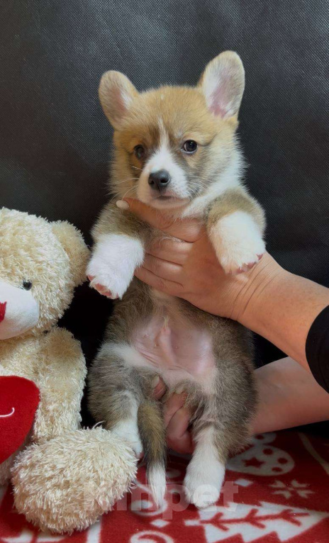 Собаки в других городах Московской области: Вельш корги пемброк мальчик с хвостиком Мальчик, 38 000 руб. - фото 2