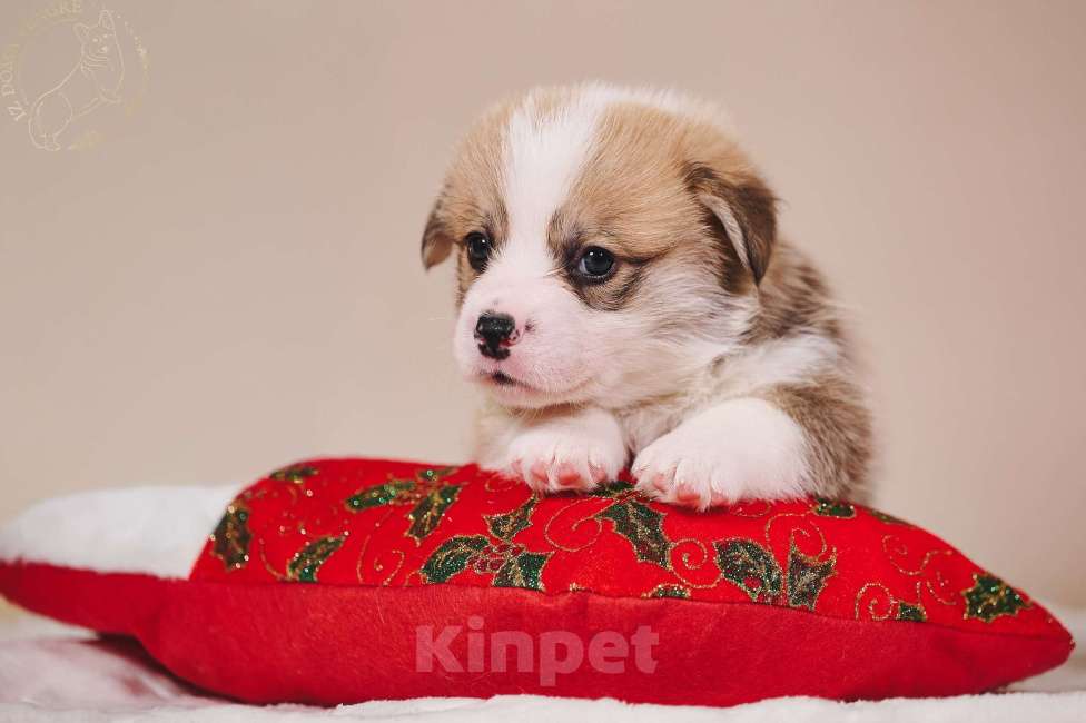 Собаки в Москве: Щенок вельш корги пемброк  по кличке Свежий ветер.... Мальчик, 100 000 руб. - фото 6