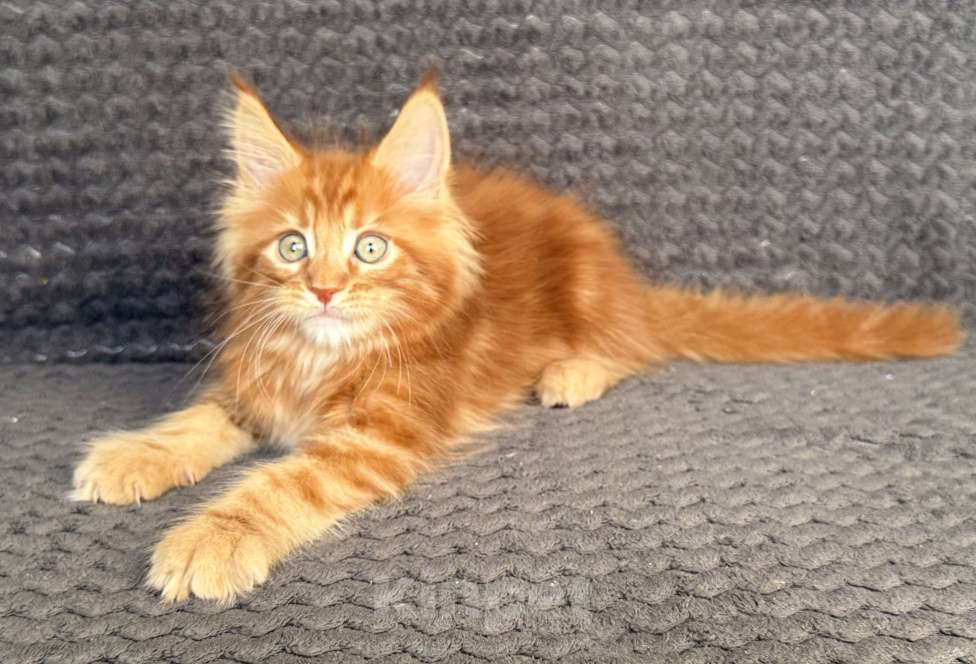 Кошки в Санкт-Петербурге: Uran Paw Winner Мальчик, 80 000 руб. - фото 3