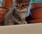 Кошки в Химках: Девочка-белочка Девочка, 1 500 руб. - фото 5