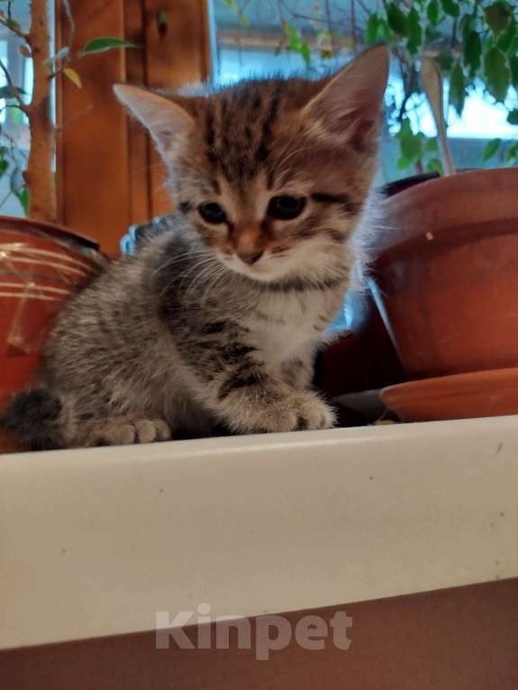 Кошки в Химках: Девочка-белочка Девочка, 1 500 руб. - фото 5