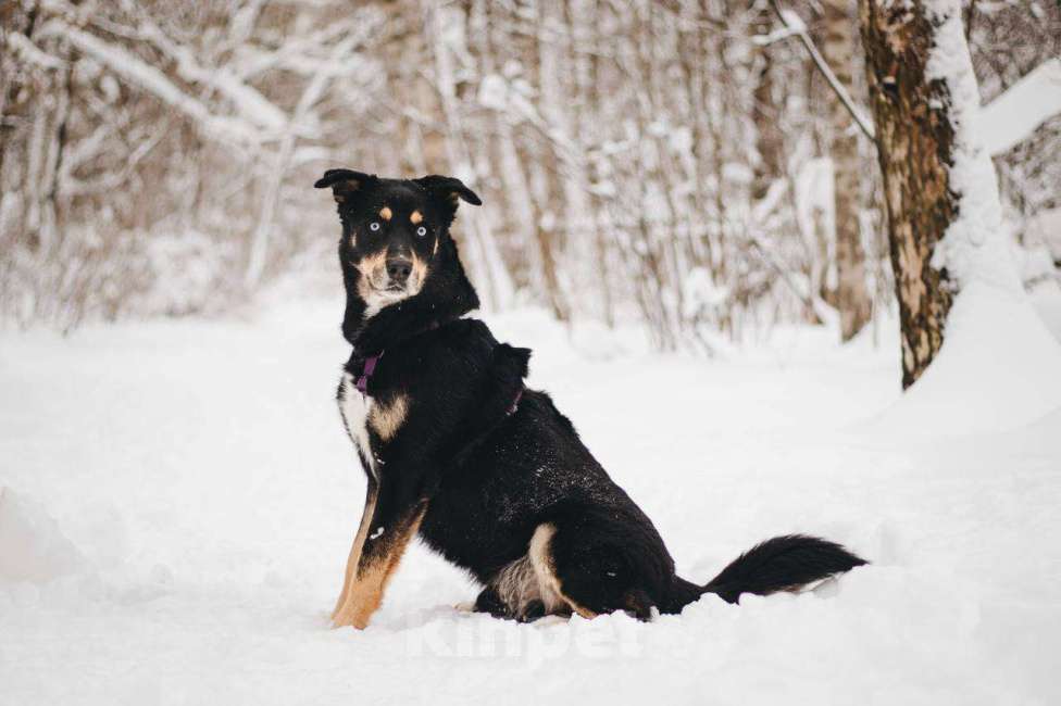 Собаки в Москве: Дэйви ищет дом Мальчик, Бесплатно - фото 6