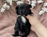 Собаки в Москве: Чёрный йорк девочка Девочка, 100 000 руб. - фото 8