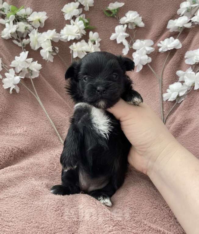 Собаки в Москве: Чёрный йорк девочка Девочка, 100 000 руб. - фото 8