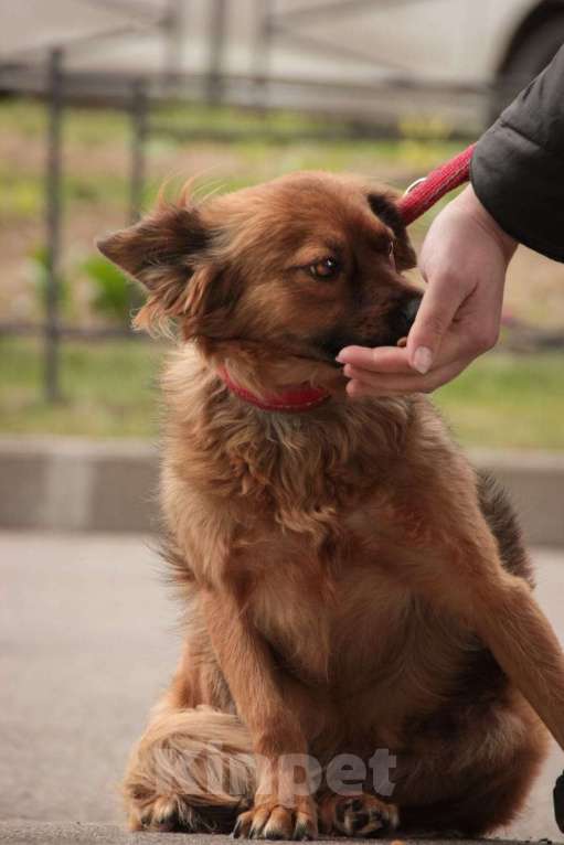 Собаки в Санкт-Петербурге: Маленькая рыжая собачка 8 кг ищет дом Девочка, Бесплатно - фото 8