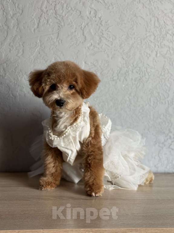 Собаки в Новосибирске: Щенок мальтипу, девочка Девочка, 45 000 руб. - фото 2