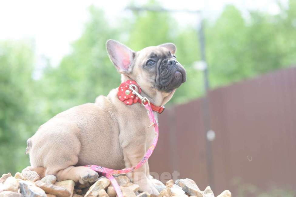 Собаки в Москве: Девочка палевая Девочка, 55 000 руб. - фото 2