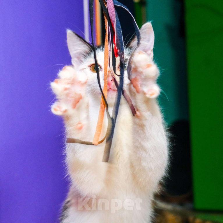 Кошки в Москве: Белян - лучший друг вашего котейки! Мальчик, Бесплатно - фото 8