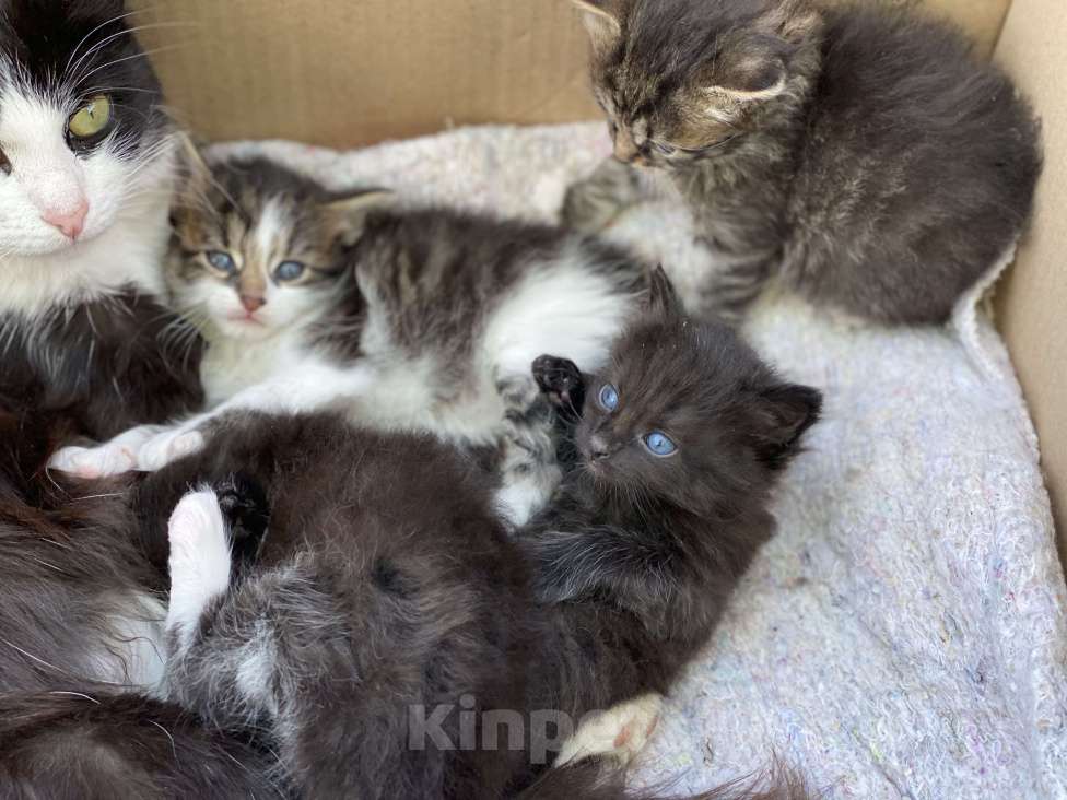 Кошки в Истре: Котята  Девочка, Бесплатно - фото 3