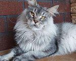 Кошки в Волгограде: Замурчательный котик мейн-кун Мальчик, Бесплатно - фото 5