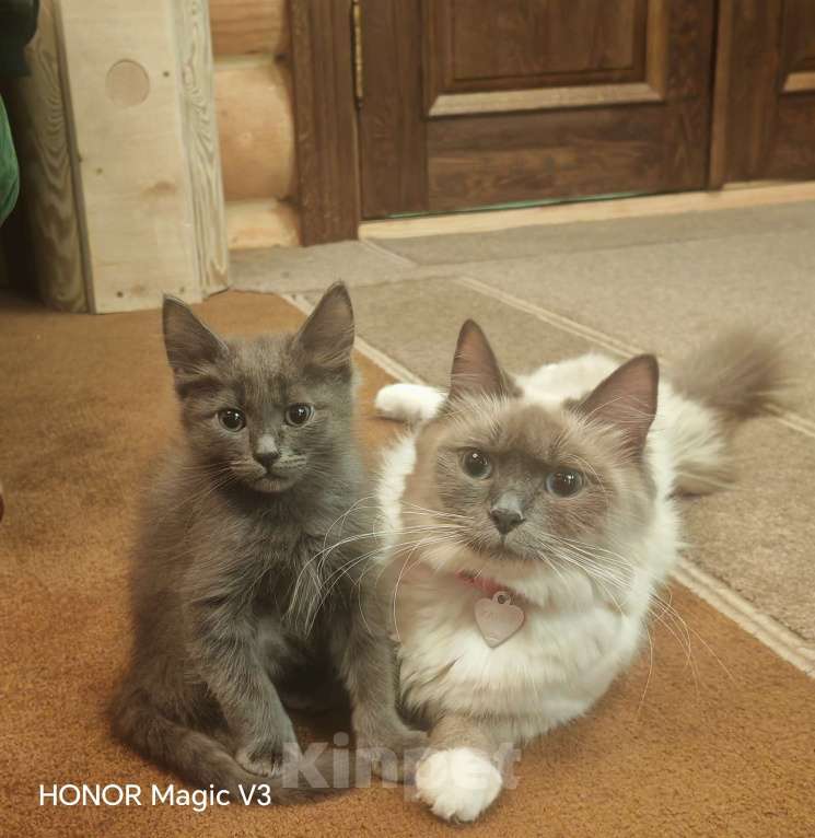 Кошки в Королеве: Котенок от невской маскарадной Мальчик, 3 000 руб. - фото 2