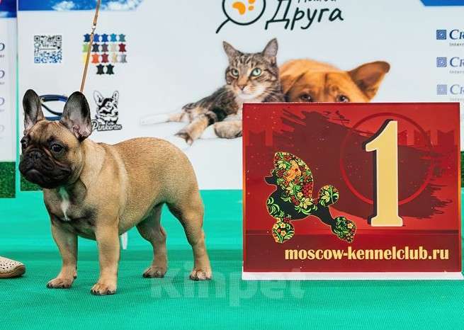 Собаки в других городах Московской области: Щенки французского бульдога Девочка, 100 000 руб. - фото 1