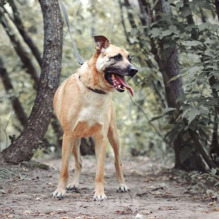 Собаки в Москве: Лучезарный Макс Мальчик, Бесплатно - фото 3