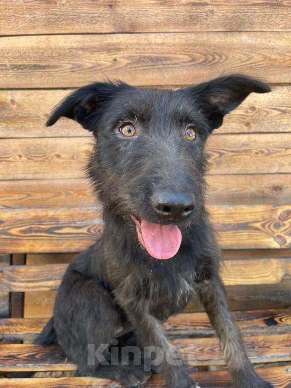 Собаки в Владимире: Собака бесплатно Девочка, Бесплатно - фото 7