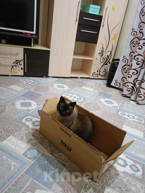 Кошки в других городах Томской области: Потерялся кот  Мальчик, Бесплатно - фото 2