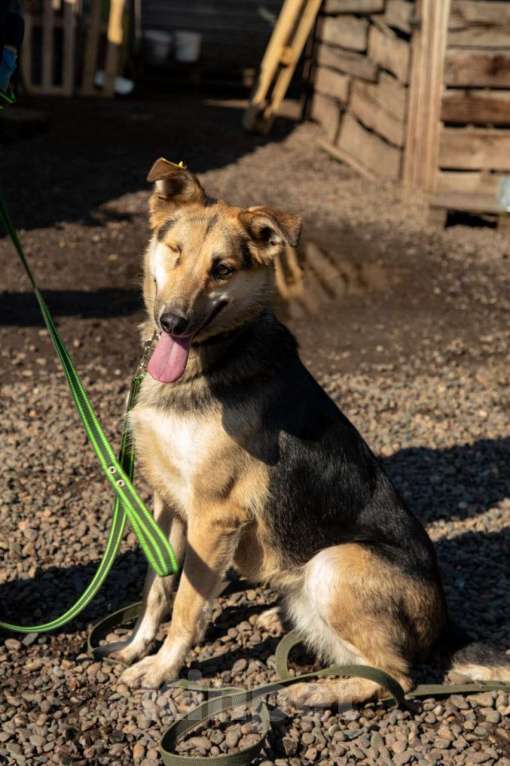 Собаки в Красноярске: отдам в добрые руки  Девочка, Бесплатно - фото 5