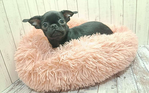 Девочка чихуахуа Моника