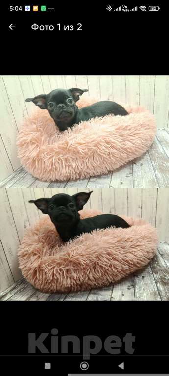 Собаки в Клине: Девочка чихуахуа Моника Девочка, 35 000 руб. - фото 1