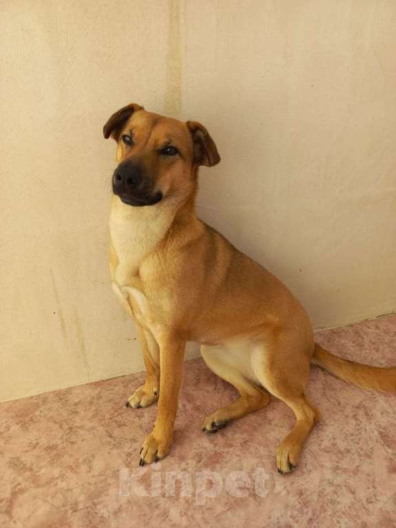 Собаки в Москве: Небольшая собачка в дар Девочка, Бесплатно - фото 1