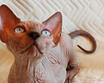 Кошки в Москве: Котёнок канадского сфинкса Мальчик, 35 000 руб. - фото 5
