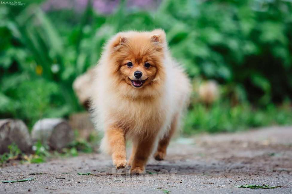 Собаки в Москве: Щенки  шпица (малого) Мальчик, 60 000 руб. - фото 4