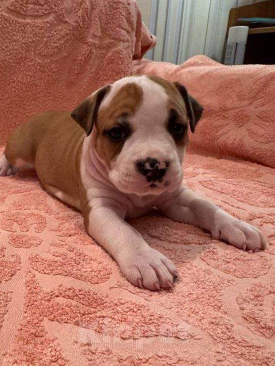 Собаки в Саратове: Щенки от титулованных родителей Девочка, 50 000 руб. - фото 3