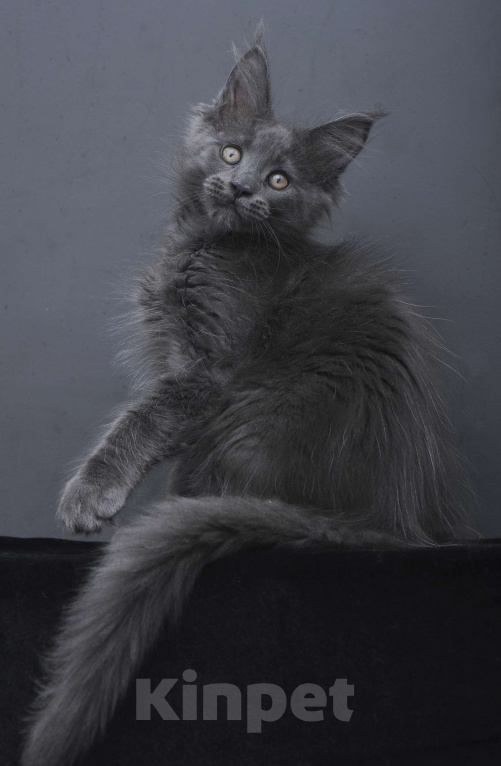 Кошки в Москве: Котенок мейн-кун  Девочка, 60 000 руб. - фото 4