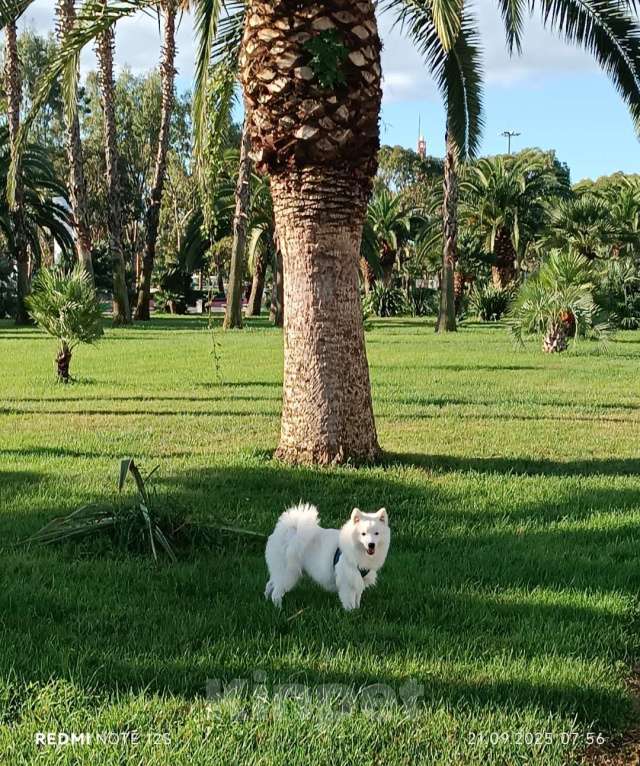 Собаки в Сочи: Белоснежный щенок японского шпица Мальчик, 30 000 руб. - фото 4