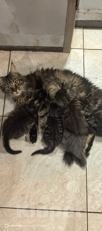 Кошки в Белореченске: Котята мейн-кун Разнополые, 10 000 руб. - фото 8