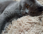 Кошки в Улане-Удэ: Шотландский кот, 1 000 руб. - фото 1
