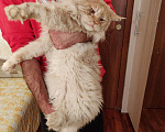 Кошки в Москве: Вязка с котом мейн-кун, 5 000 руб. - фото 7