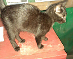 Кошки в Орлове: Кошечка в добрые руки., Бесплатно - фото 1
