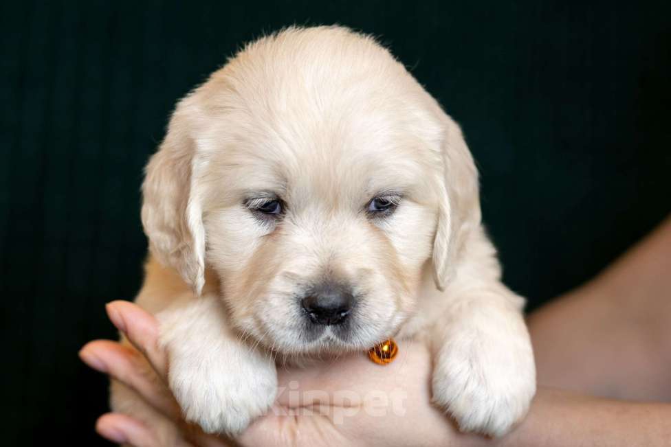 Собаки в других городах Московской области: Зара Девочка, 100 000 руб. - фото 6