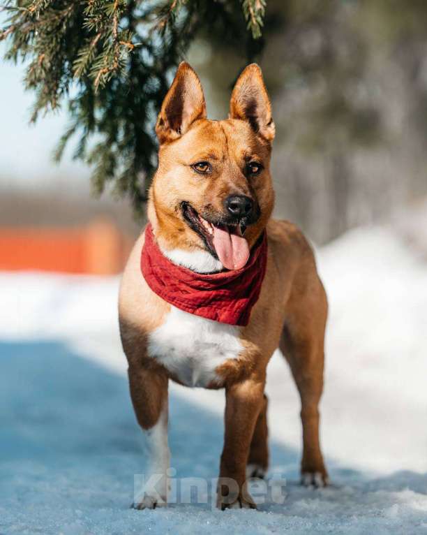 Собаки в Москве: Арчи. Собака чуть больше кошки Мальчик, Бесплатно - фото 3