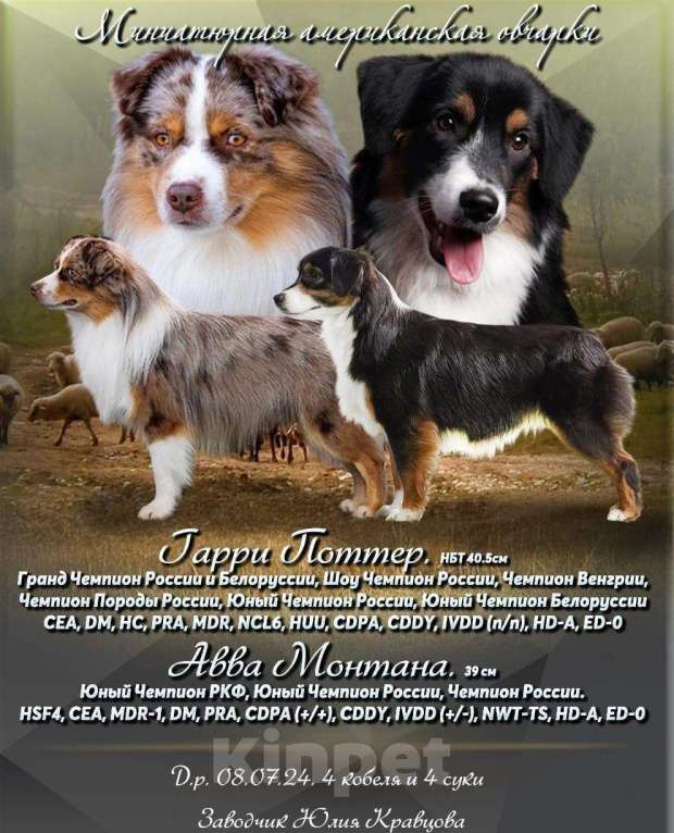 Собаки в Санкт-Петербурге: щенок миниатюрной американской овчарки (мини аусси) Девочка, 120 000 руб. - фото 7