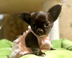 Собаки в Ростове-на-Дону: Девочка чихуахуа  Девочка, 35 000 руб. - фото 3