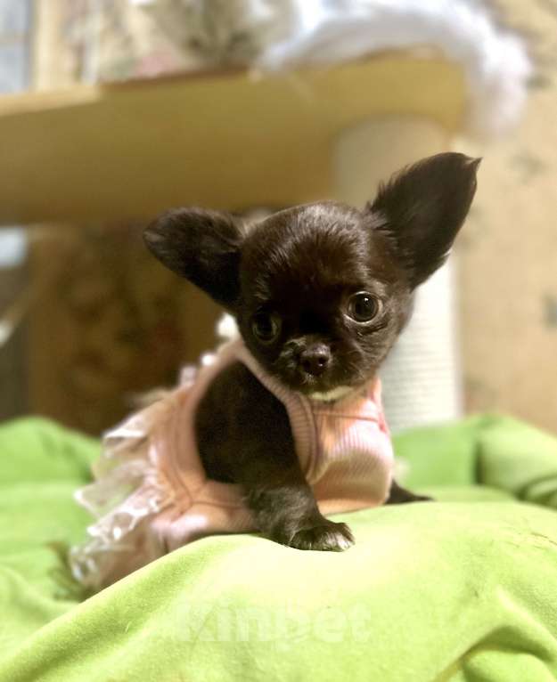 Собаки в Ростове-на-Дону: Девочка чихуахуа  Девочка, 35 000 руб. - фото 3