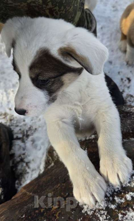 Собаки в Москве: В поисках дома Девочка, Бесплатно - фото 5