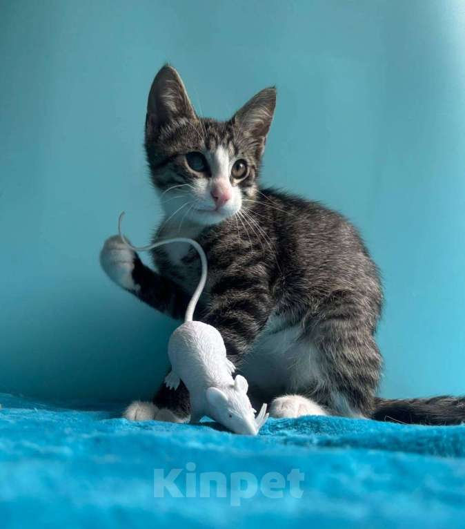 Кошки в Санкт-Петербурге: Очень эмоциональный котёнок Мальчик, Бесплатно - фото 6