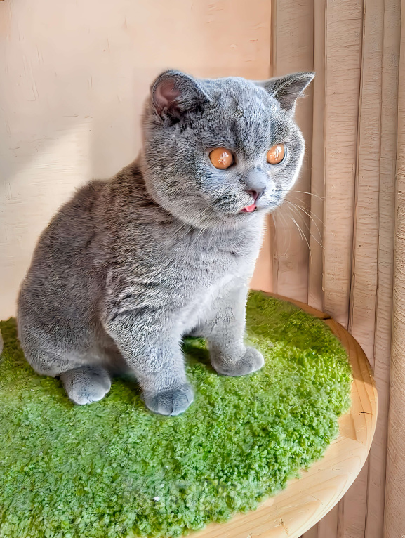 Кошки в Москве: Британские к/ш голубые котята  Мальчик, Бесплатно - фото 5