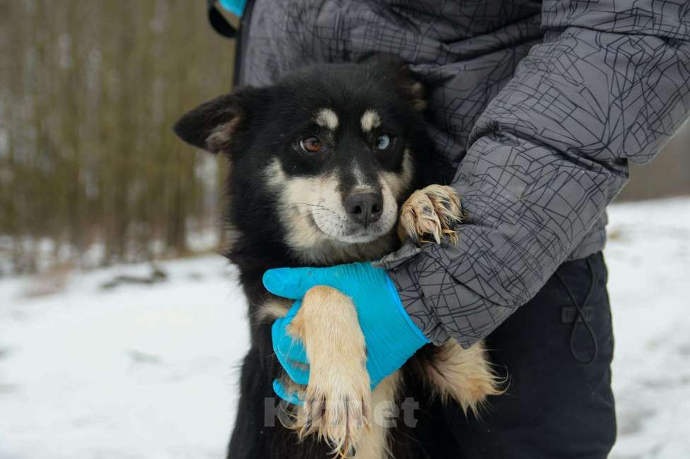 Собаки в Москве: Небольшая собачка в добрые руки Девочка, Бесплатно - фото 2