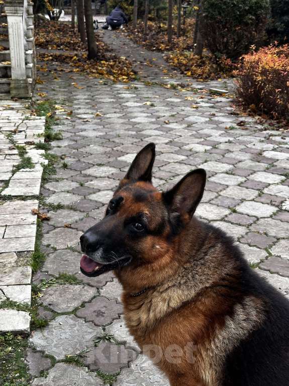 Собаки в других городах Московской области: Вязка,кобель,немецкая овчарка  Мальчик, 1 000 руб. - фото 2