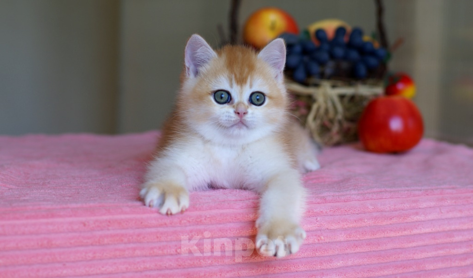 Кошки в Москве: Британский котята Мальчик, 50 000 руб. - фото 2