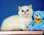 Кошки в Новосибирске: Британская золотая шиншилла поинт Мальчик, 60 000 руб. - фото 1