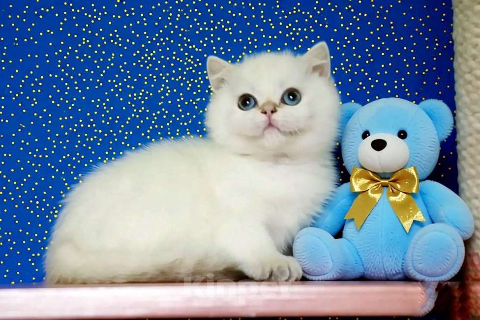 Кошки в Новосибирске: Британская золотая шиншилла поинт Мальчик, 60 000 руб. - фото 1