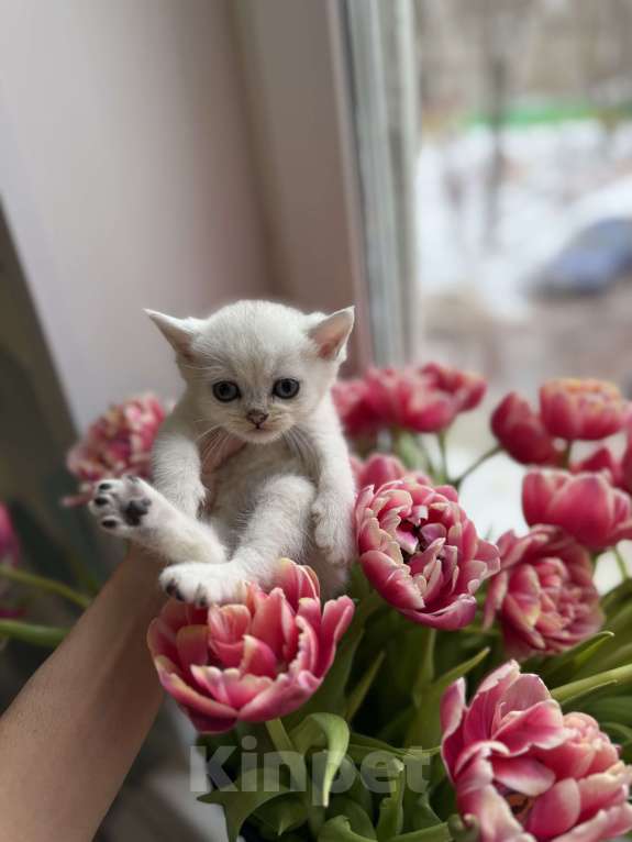 Кошки в Москве: Шотландские котята Мальчик, Бесплатно - фото 6