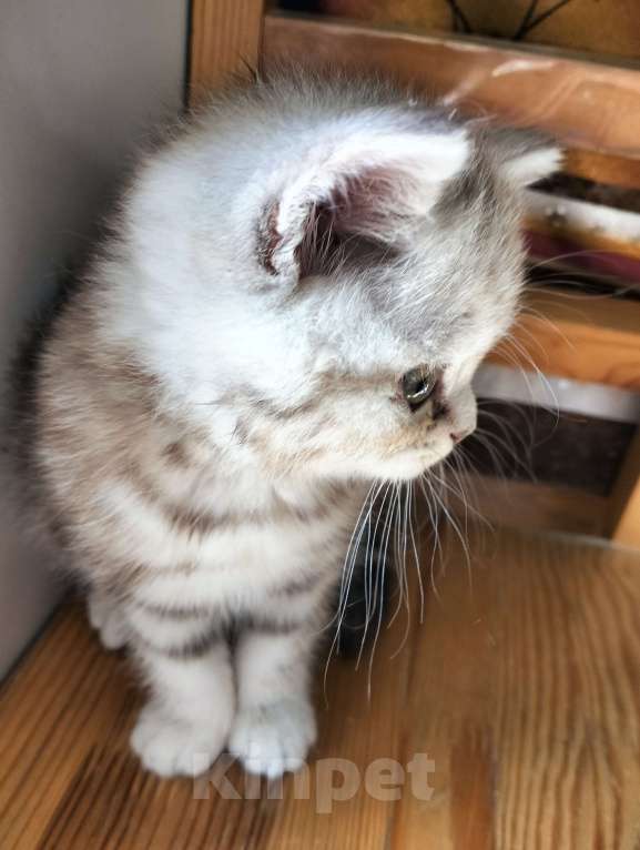 Кошки в Москве: Шотландский прямоухий котёнок Девочка, 12 500 руб. - фото 2