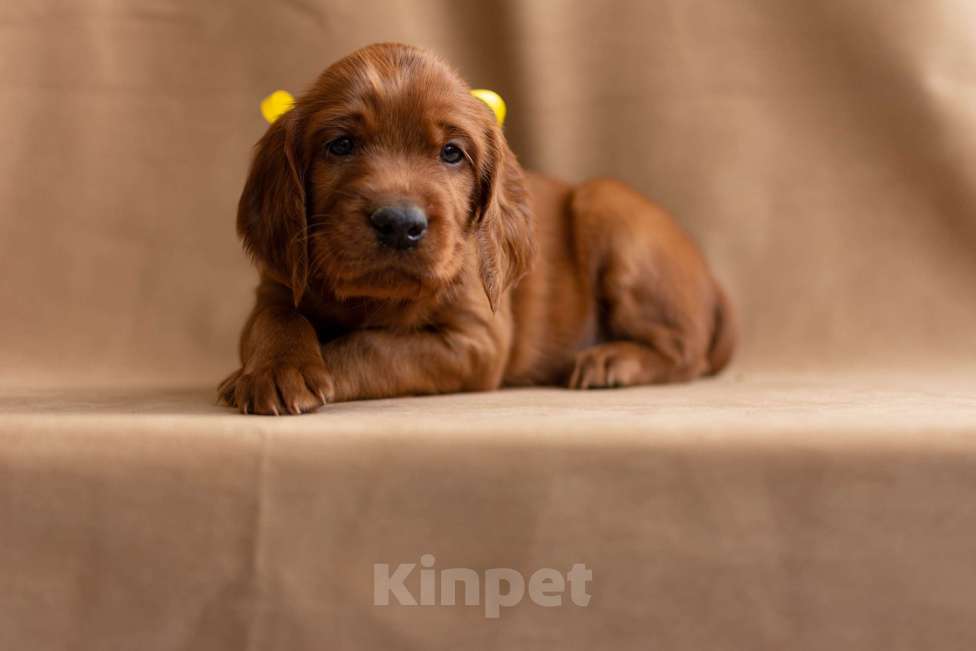 Собаки в Севастополе: Щенки ирландского красного сеттера Мальчик, 45 000 руб. - фото 7